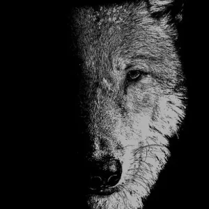 In the Company of Wolves Deal